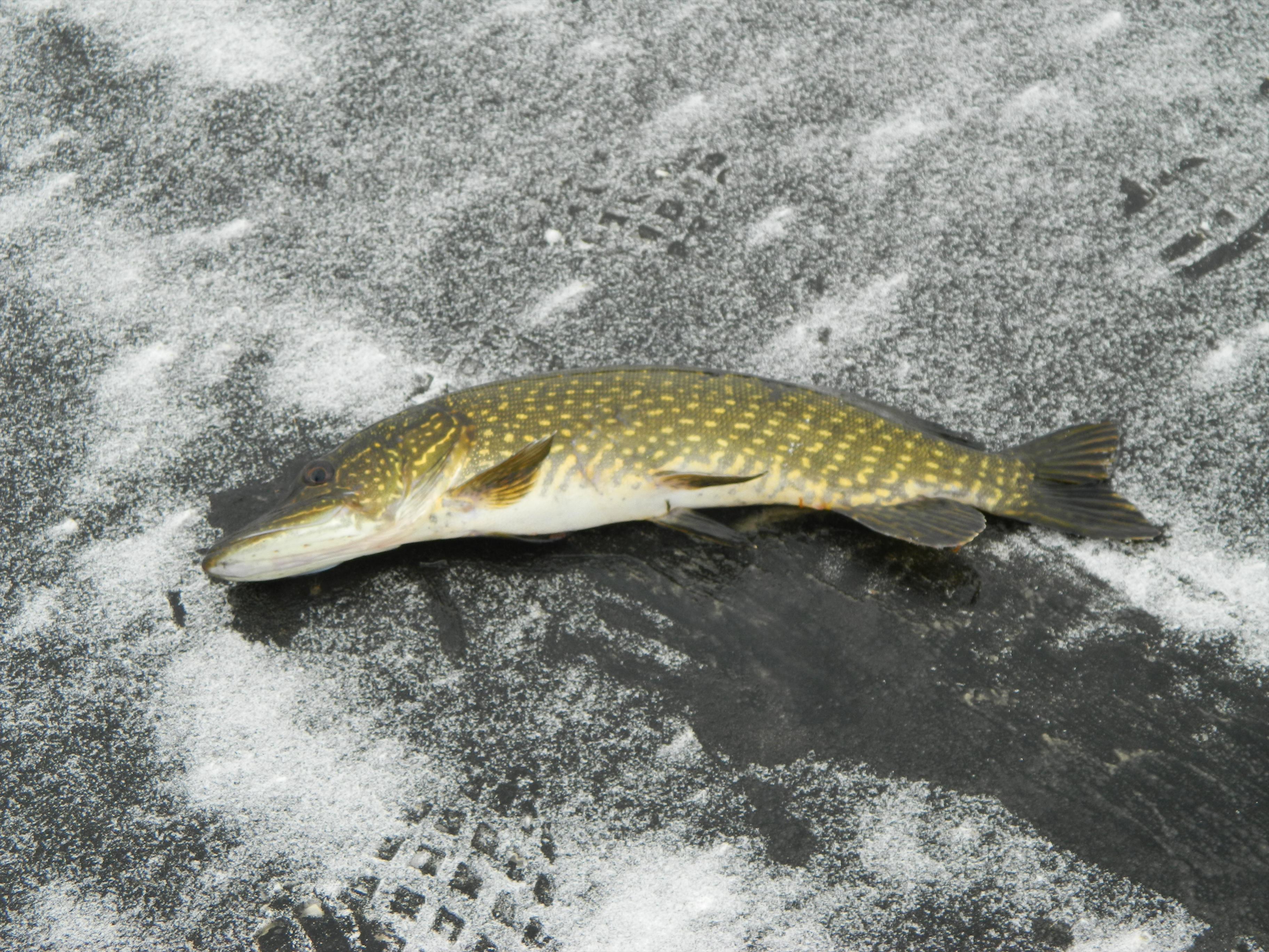 Delta - mulineta 105.jpg